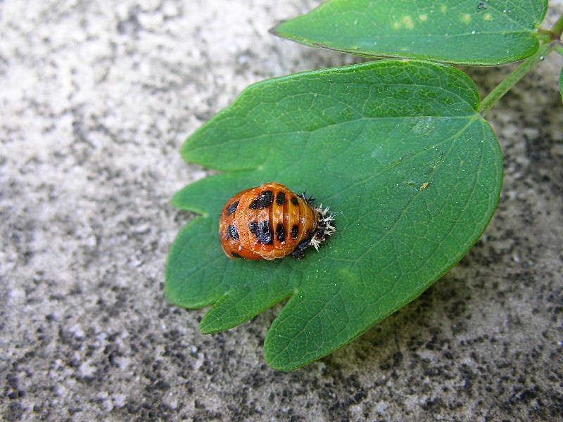 Harmonia axyridis!